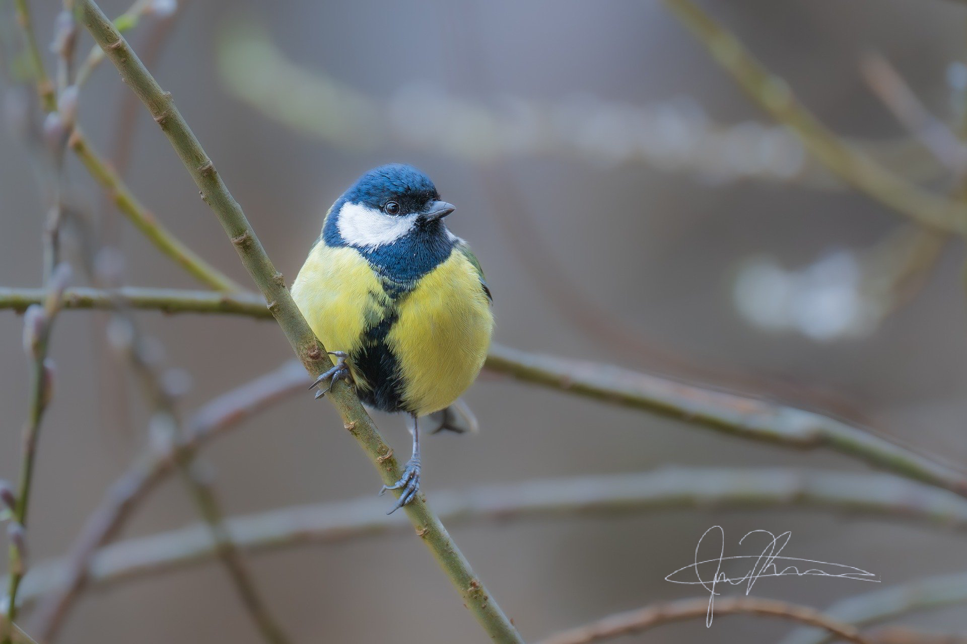 tit bird larger.png